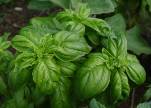basil