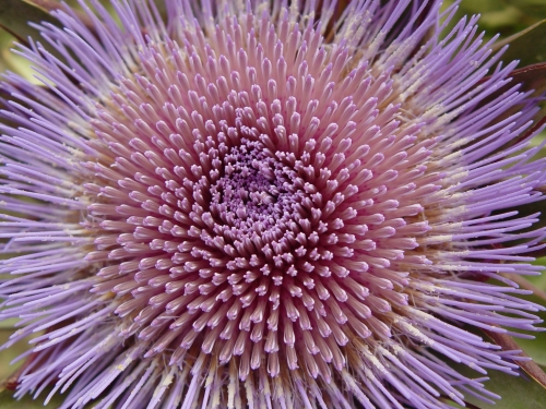 artichoke-flower1.jpg