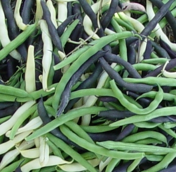 beans