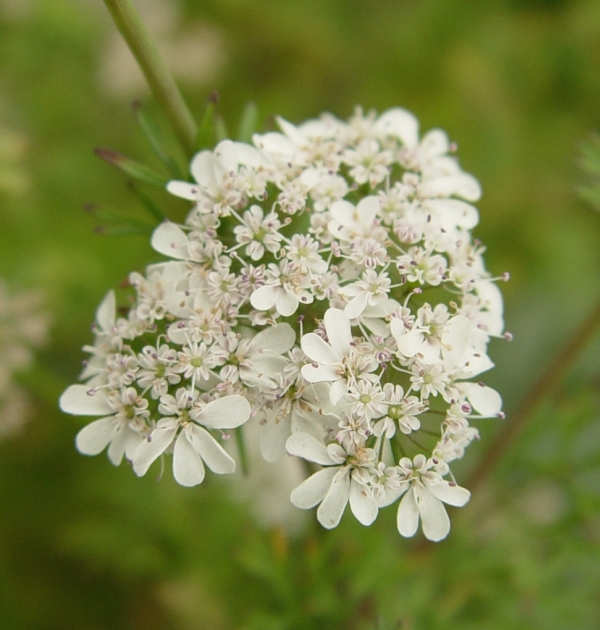 Cilantro Flowers