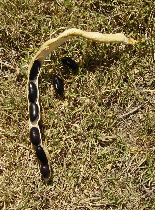 string beans seeds