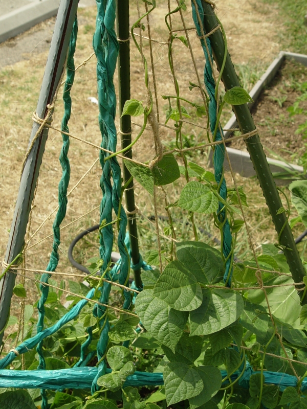 green bean bush