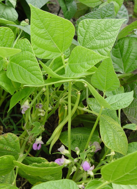 Snap Bush Beans