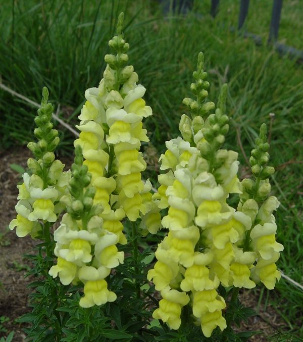 Snapdragons Snapdragons
