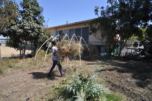 Thankfully, at Dorsey High School, we had a few students show up for garden 