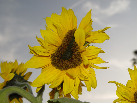 winter-sunflower2 winter-sunflower2