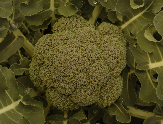 broc crown broccoli crown