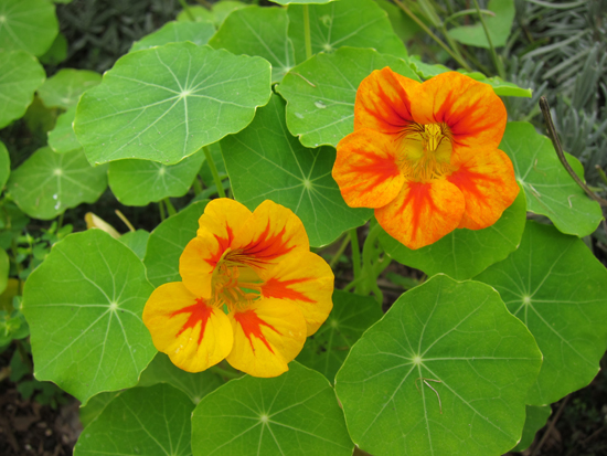 Nasturtium Nasturtium