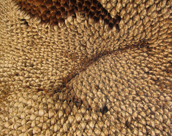 Sunflower_Seeds Sunflower Seeds awaiting harvest