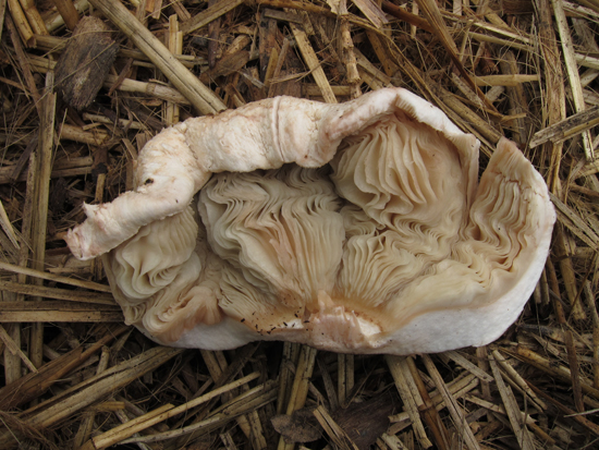 mushroom gills