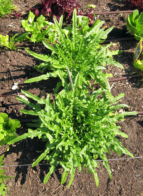 Green Oakleaf Lettuce oakleaf lettuce