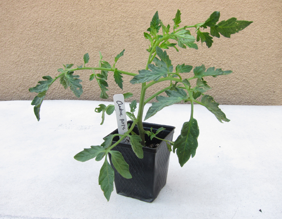 tomato seedling
