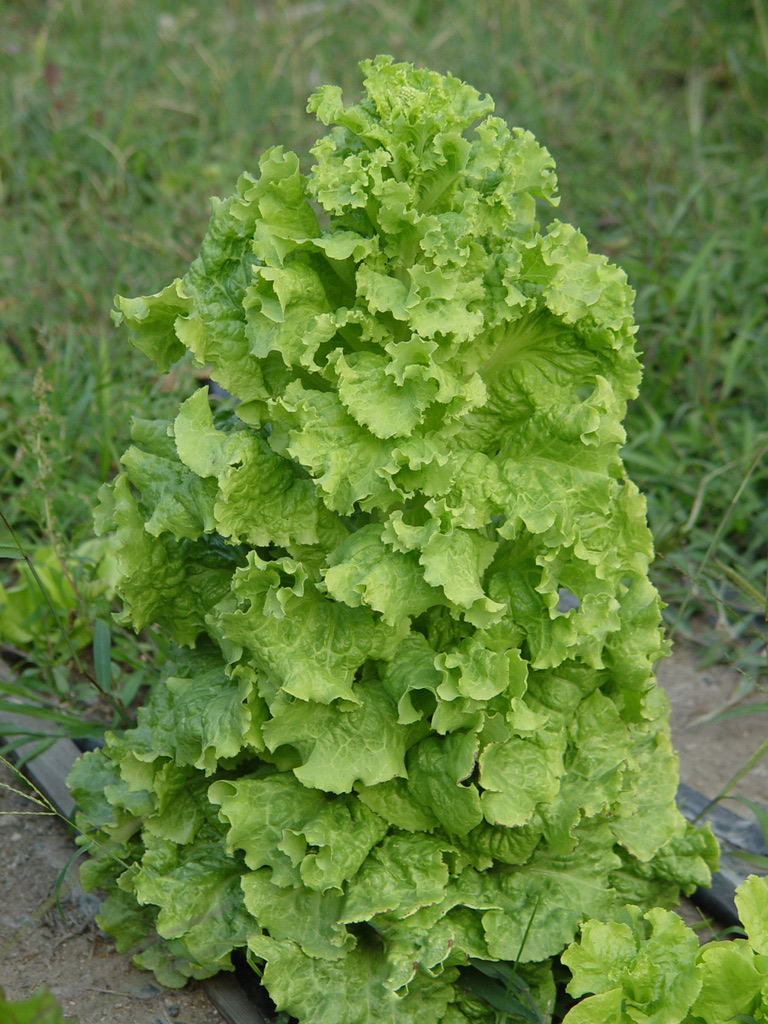 lettuce bolting