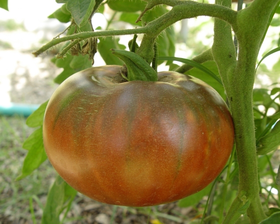 cherokee tomato