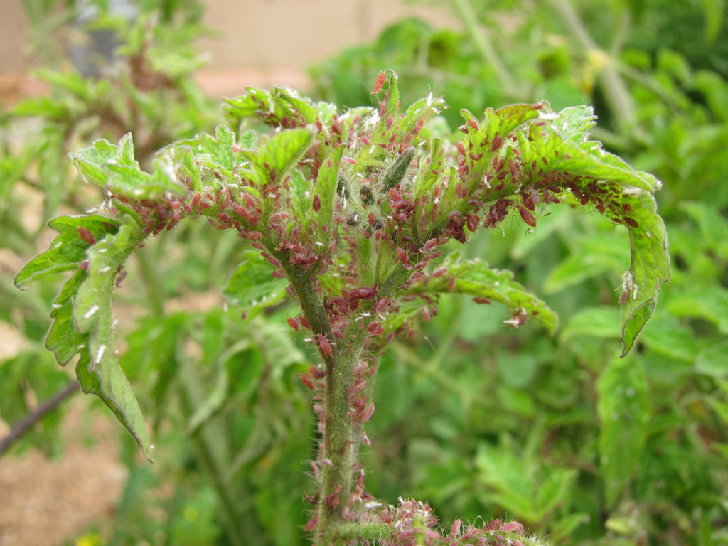 aphids on tomato plant