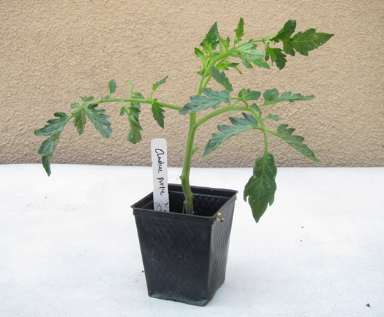 How To Transplant a Tomato Seedling - School Garden Weekly