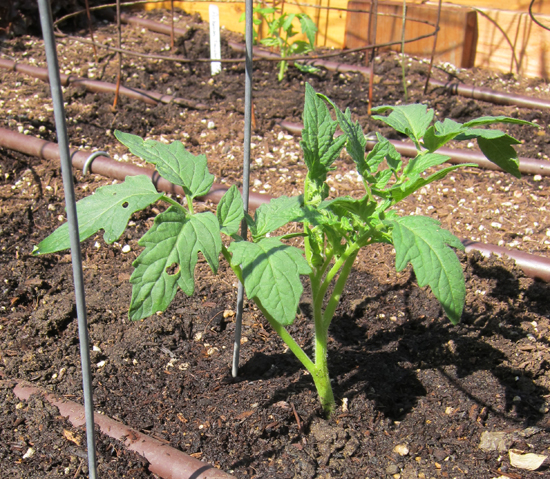 How To Transplant a Tomato Seedling - School Garden Weekly