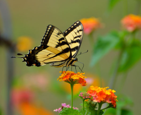 swallowtail-butterfly