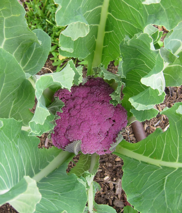 purple cauliflower