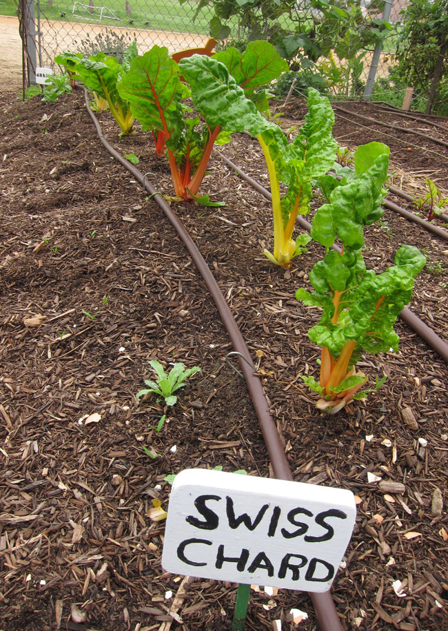 Swiss Chard Recipes - School Garden Weekly