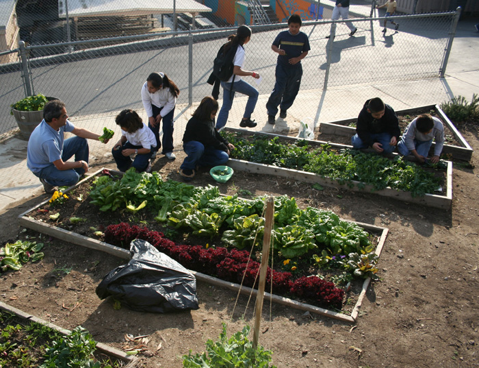 school garden harvest