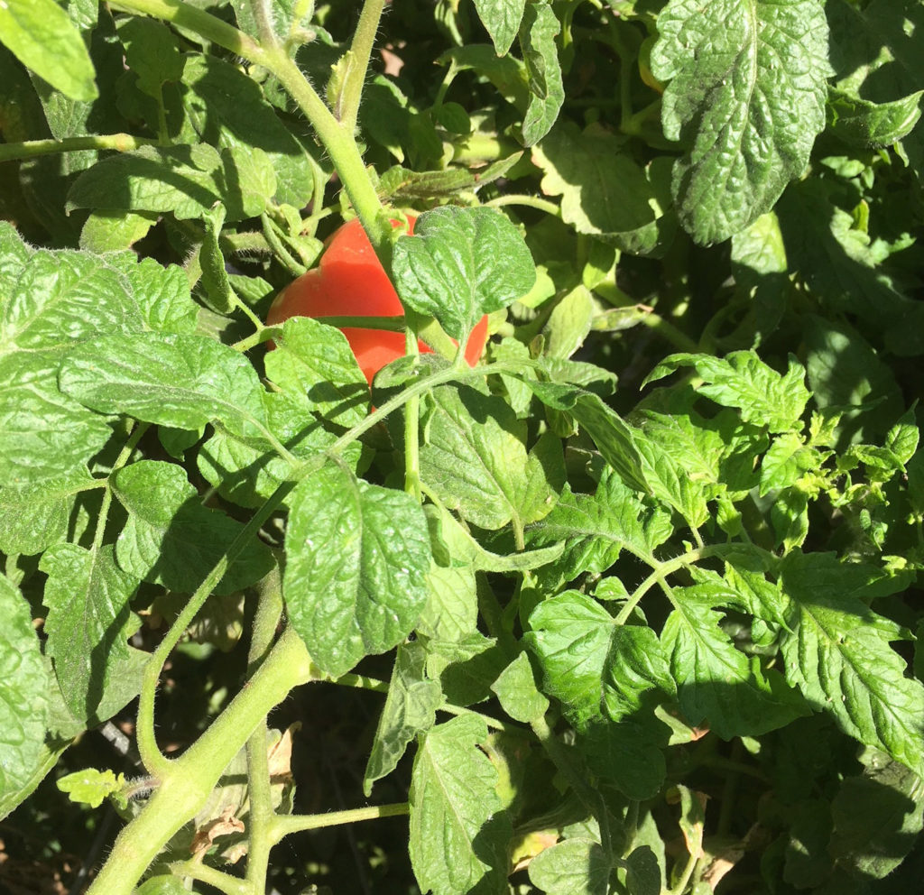 winter tomato