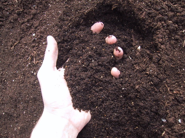 hand in soil