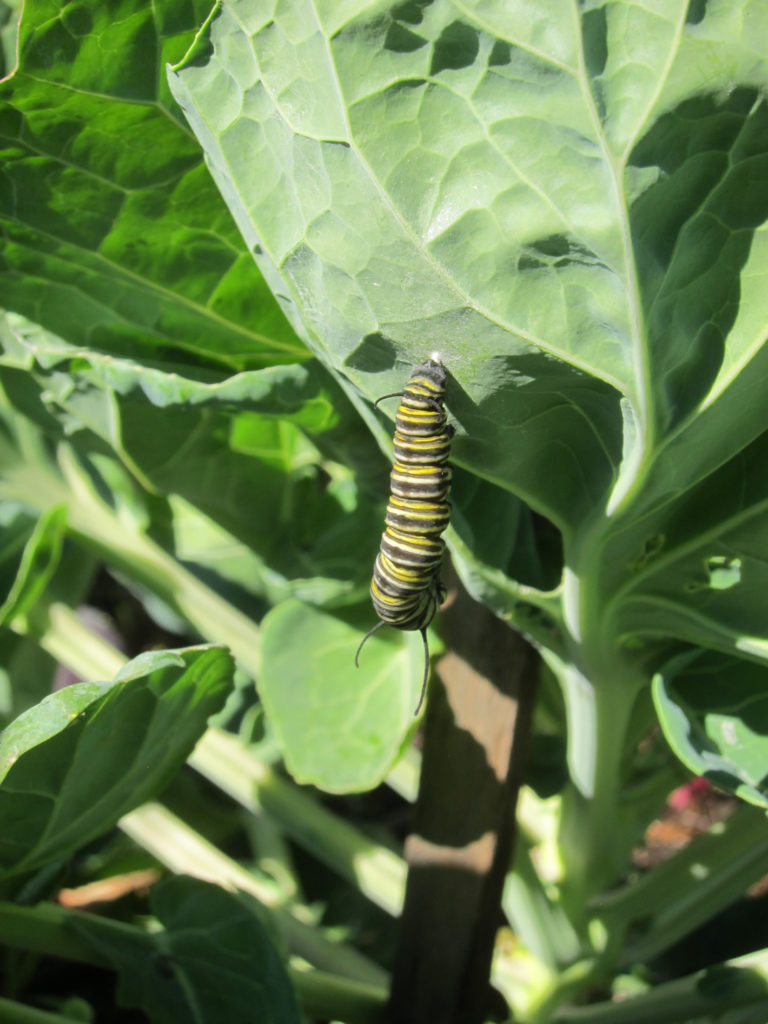 pupa