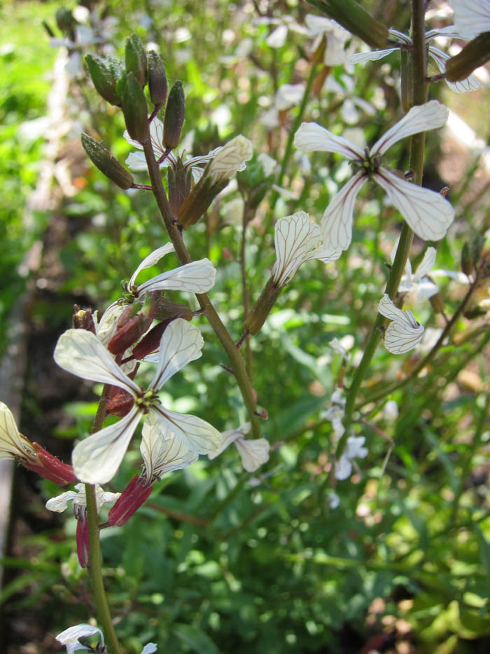 Arugula Flowers