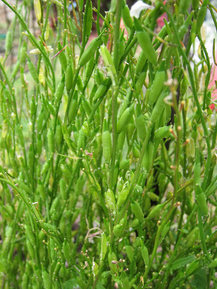 arugula seedlings