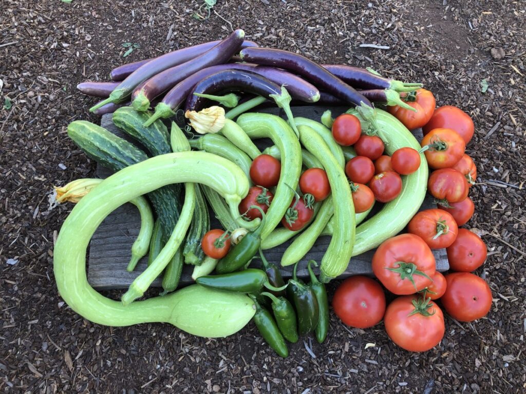 Summer Vegetable Harvest