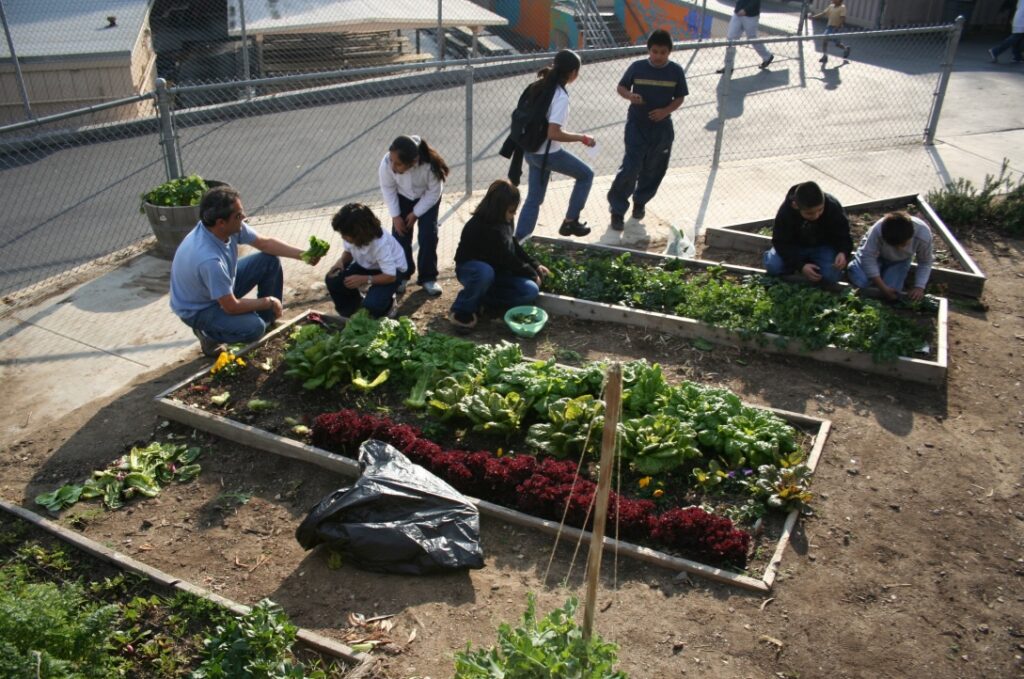 school garden