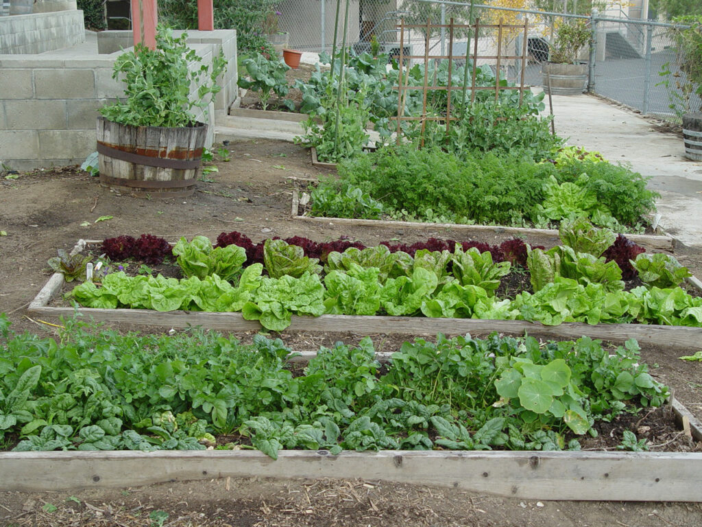 school garden